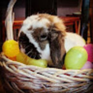 Meet your Posher, Lexi